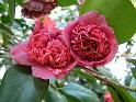 Camellia D. Herzilia